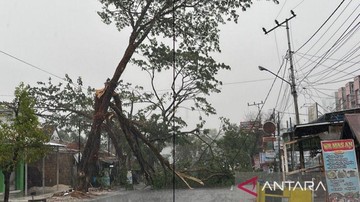 Hujan Guyur Banjarbaru Kalsel Usai Kemarau Panjang hingga Pohon Tumbang - Infolitik
