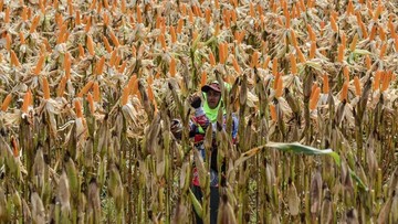 Siap Jadi Penyangga Jagung, BULOG Perkuat Kemitraan Petani-Peternak - Infolitik