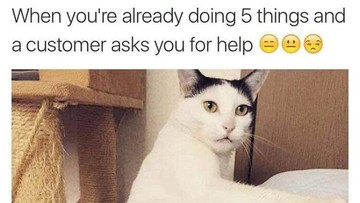 Kucing yang Memeable, Terlalu Imut atau Kelewat Absurd Tingkahnya - Infolitik