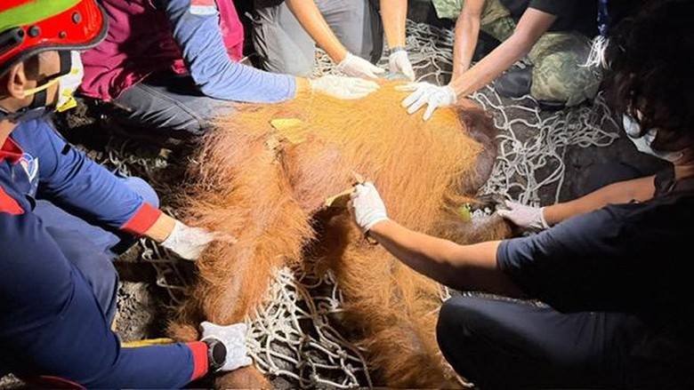 Orang Utan Ditemukan di Area Bekas Karhutla Kalteng, Alami Hernia di Perut