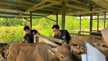 TEP UNAIR Periksa 1.000 Sapi di Manokwari Lewat Posyandu Ternak Keliling - Infolitik