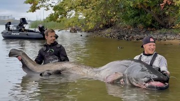 Pemancing Taklukkan Lele Raksasa, Tarung 30 Menit - Infolitik