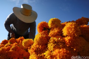 Panen Marigold di Meksiko, Bunga untuk Menyambut Arwah Leluhur - Infolitik