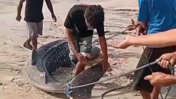 Hiu Paus Terdampar di Pantai Sikka, Dipotong Warga lalu Dagingnya Dibagikan - Infolitik