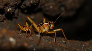 Ditemukan 3 Spesies Jangkrik Baru di Borneo, Semuanya Tanpa Sayap - Infolitik