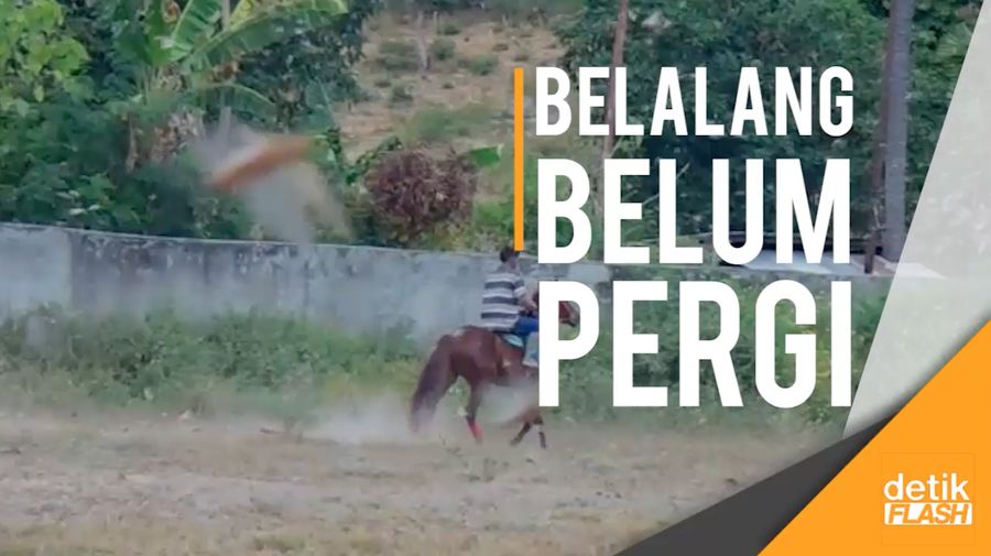 Melihat Lagi Serangan Belalang Kembara di NTT