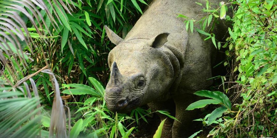 Pentingnya Menjaga Asa Pakan Badak Jawa