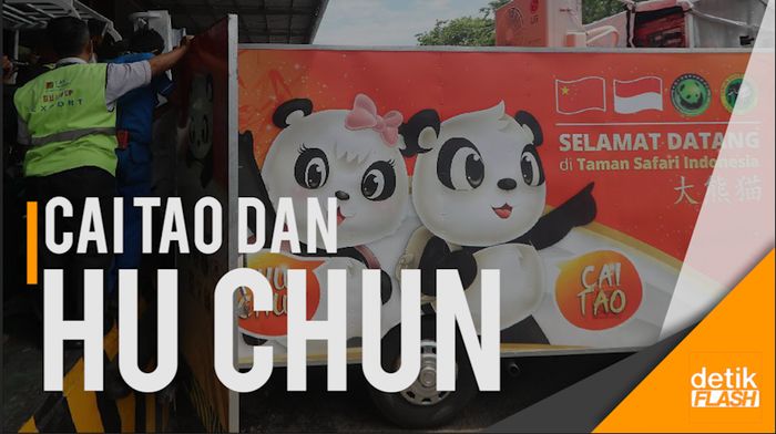 Inilah Rupa Sepasang Panda Raksasa dari Tiongkok