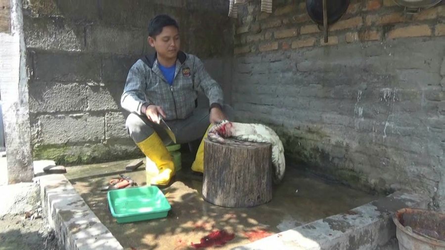 Makan Sate Biawak untuk Menambah Vitalitas Pria