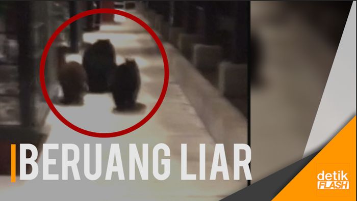 Waduh! Tiga Ekor Beruang Berkeliaran Terekam Kamera  