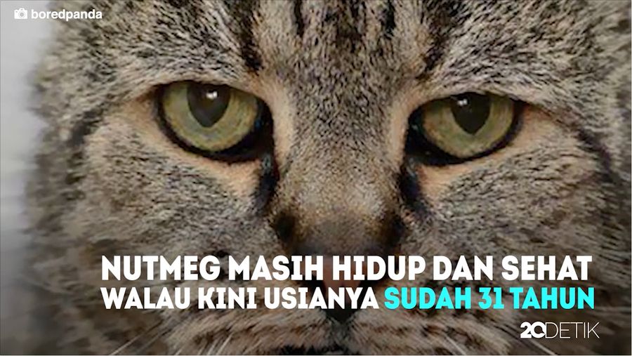 Nutmeg, Kucing Tua Berusia 31 Tahun