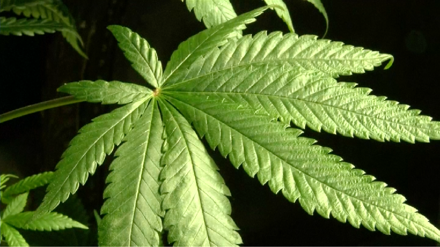 Ganja Diklaim Mampu Sembuhkan Skizofrenia