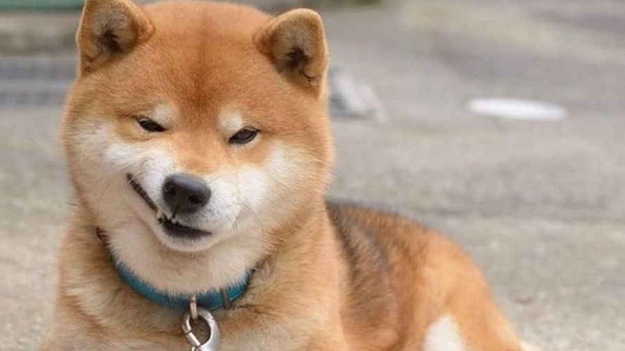 Ryuji, Anjing dengan Berbagai Ekspresi Menggemaskan