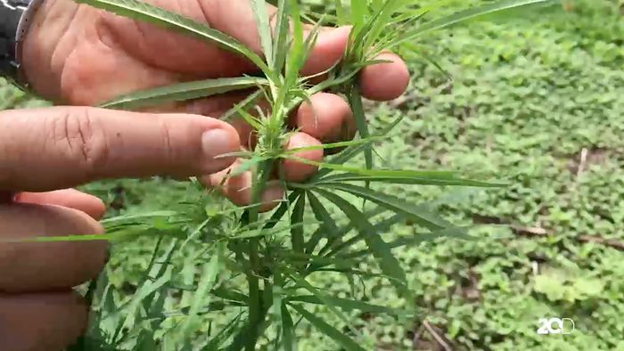 Kisah Ladang Ganja Tak Bertuan di Lamteuba, Aceh