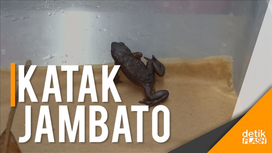  Katak Ekuador Ini Dikira Punah Hampir 30 Tahun Lalu