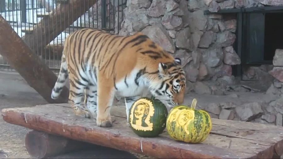 Saat Harimau dan Beruang Meramal Presiden AS