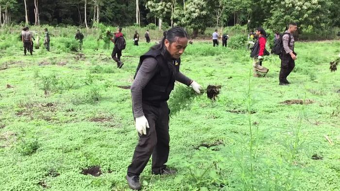 Langkah Buwas Mengubah Ladang Ganja di Aceh
