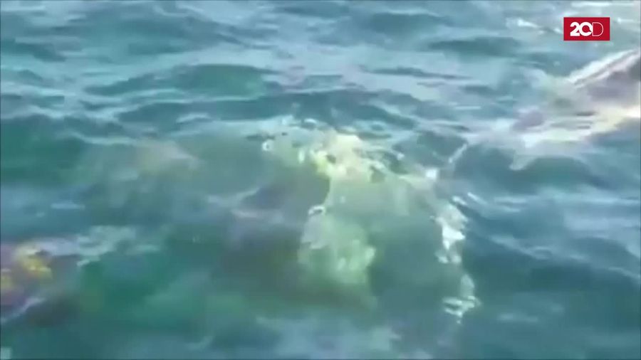 Keren, Wisatawan ini Selamatkan Paus