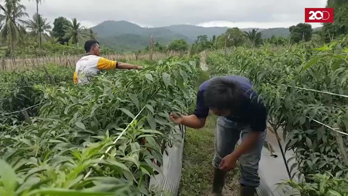 Bertanam Cabai, Pemuda Raih Omzet Ratusan Juta