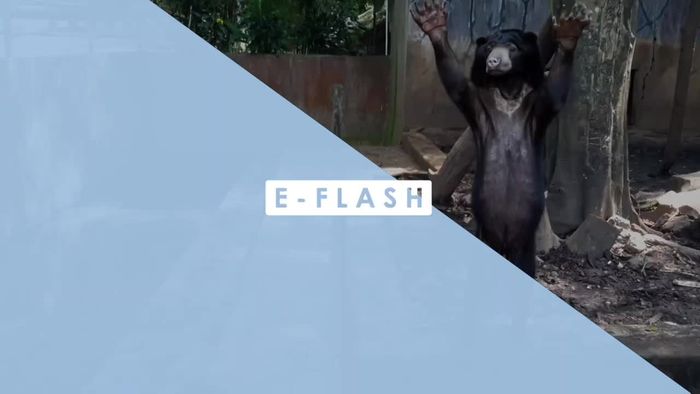 Beruang Kelaparan di Kebun Binatang Bandung Jadi Sorotan Dunia