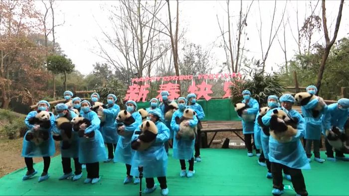 Lucunya Bayi Panda Beri Salam untuk Tahun Baru Imlek