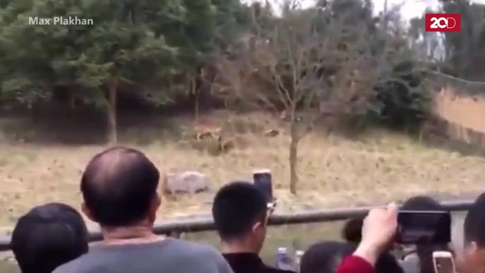 Rekaman Serangan Harimau di China yang Berakhir Fatal