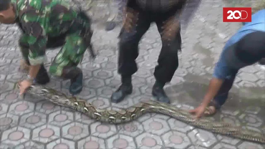 Ular Sanca Pemangsa Ternak Warga di Jombang Ditangkap