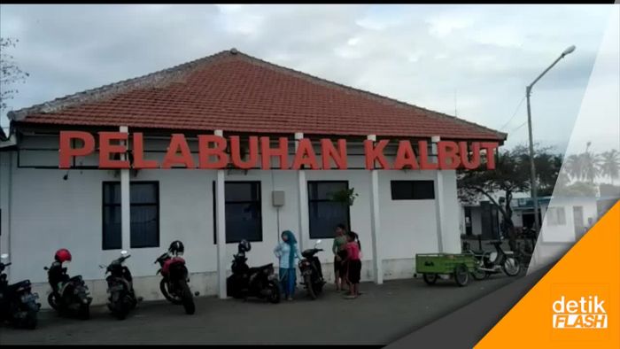 Sapi-sapi Dilempar ke Laut di Pelabuhan Kalbut 