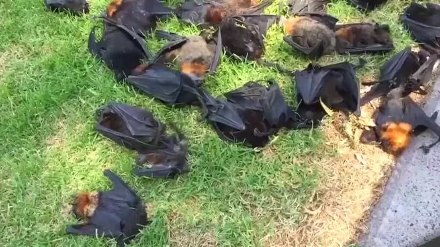 Ratusan Kelelawar Mati Tersengat Heatwave