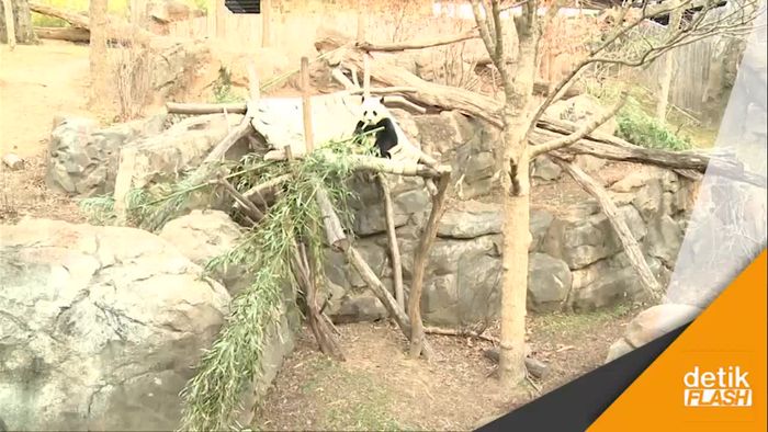 Kesedihan Mengiringi Kepergian Panda Bao Bao