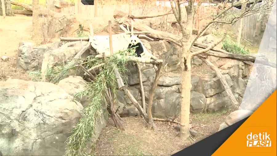 Kesedihan Mengiringi Kepergian Panda Bao Bao