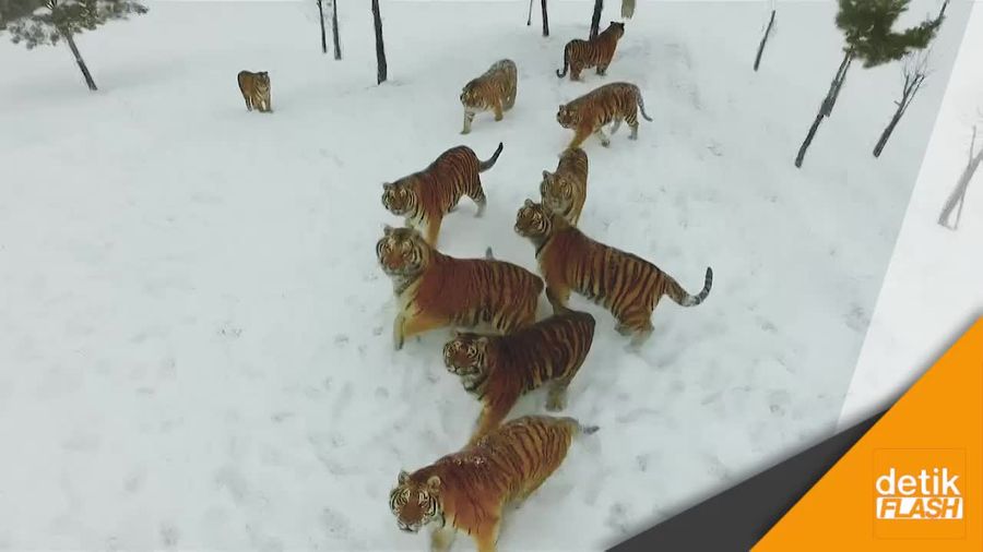 Lucunya Melihat Harimau Gendut Siberia Mengejar Drone