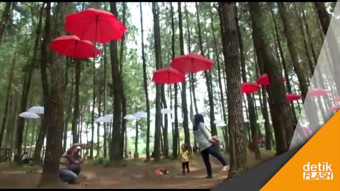 Sekolah Hutan Pinus Songgon, Tempat Asyik Belajar Sambil Bermain
