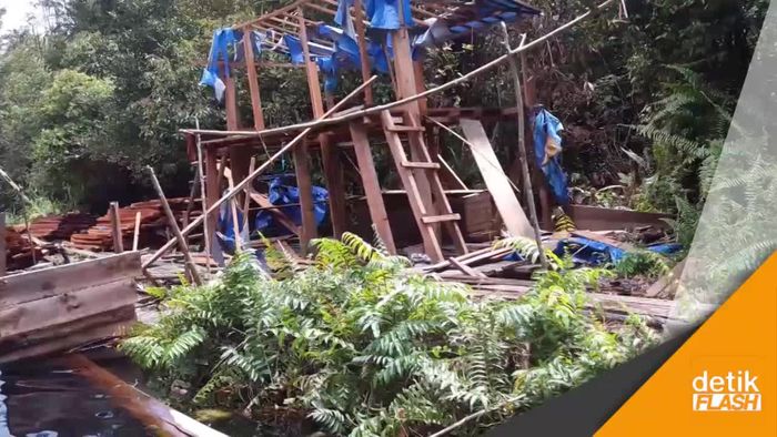Melihat Kejamnya Penjarah Hutan di Cagar Biosfer