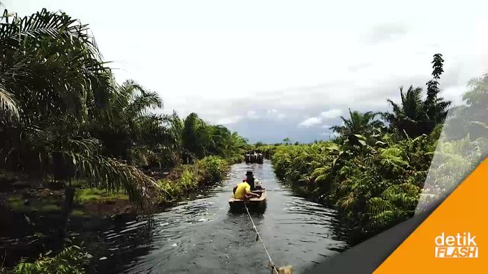 Menyusuri Kanal Menuju Illegal Logging di Cagar Biosfer