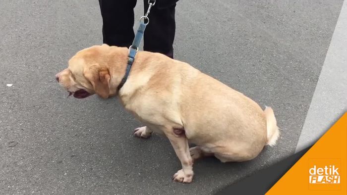 Anjing Pelacak Jack & Nero Cek Keamanan DPR