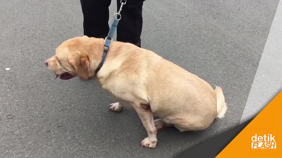Anjing Pelacak Jack & Nero Cek Keamanan DPR