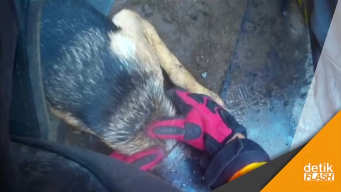 Video Usaha Penyelamatan Anjing yang Tersangkut di Pipa Baja