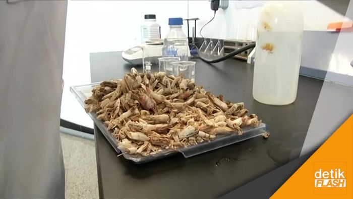 Daur Ulang Kulit Udang Jadi Plastik