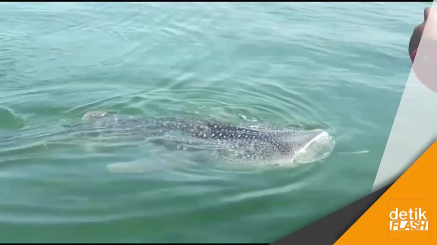 Langka! Momen Saat Hiu Paus Muncul di Teluk Jakarta