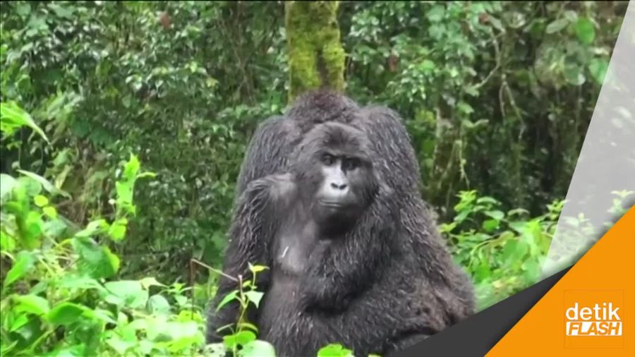Waduh! 60 Persen Spesies Primata Terancam Punah