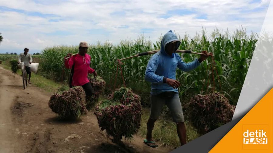  Panen Raya Bawang Merah di Cirebon