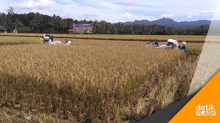 Serunya Panen Raya dan Serap Gabah