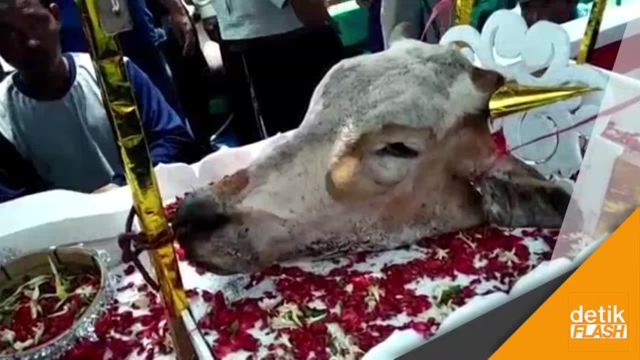 Tanda Syukur, Kepala Sapi Dilarung ke Laut