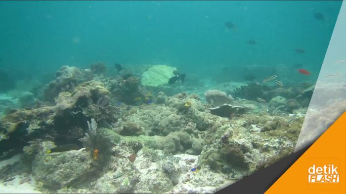 Pemerintah Kejar Pertanggungjawaban Kapal Perusak Raja Ampat