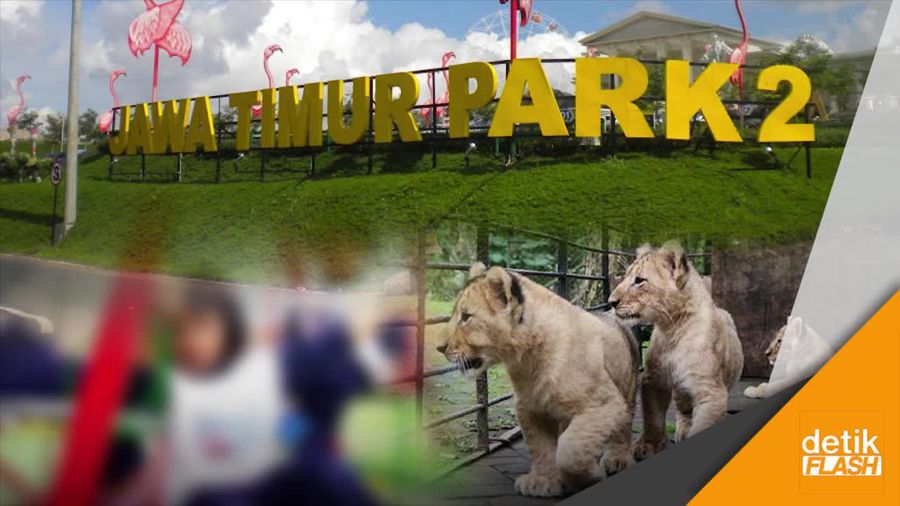 Bocah TK Diserang Harimau Saat Berfoto di Jatim Park 2