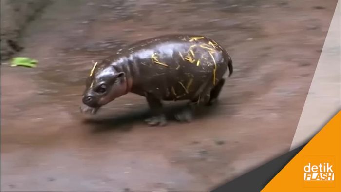 Lucunya Bayi Kuda Nil Kerdil Langka di Australia