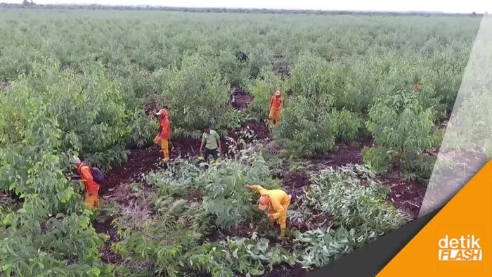 Video Sanksi Terhadap Pelanggaran Lahan Gambut di Riau