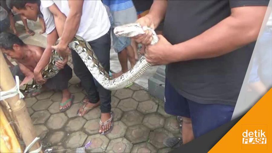  Warga Jombang Tangkap Ular Sanca Sepanjang 5 Meter