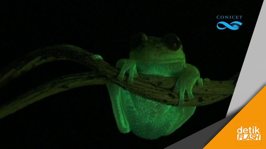 Katak Glow In The Dark Pertama di Dunia